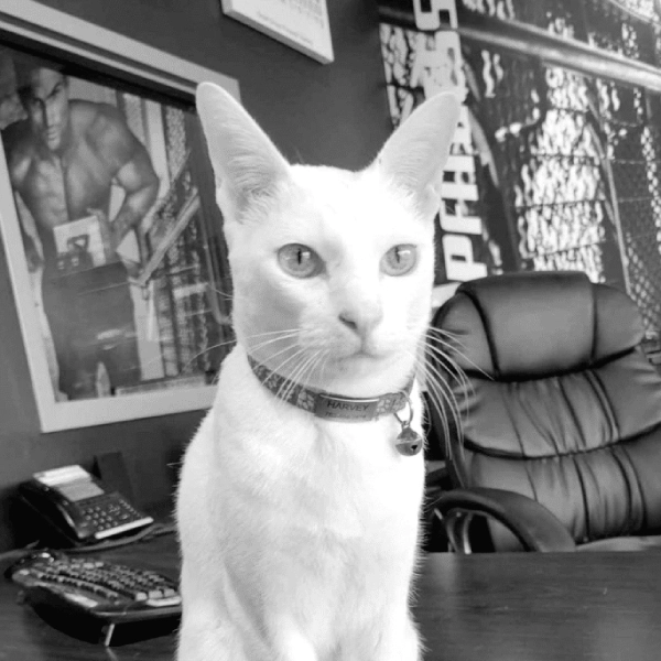 Harvey